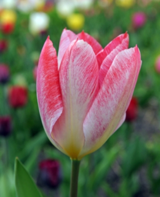 Tulpen Flaming Purissima